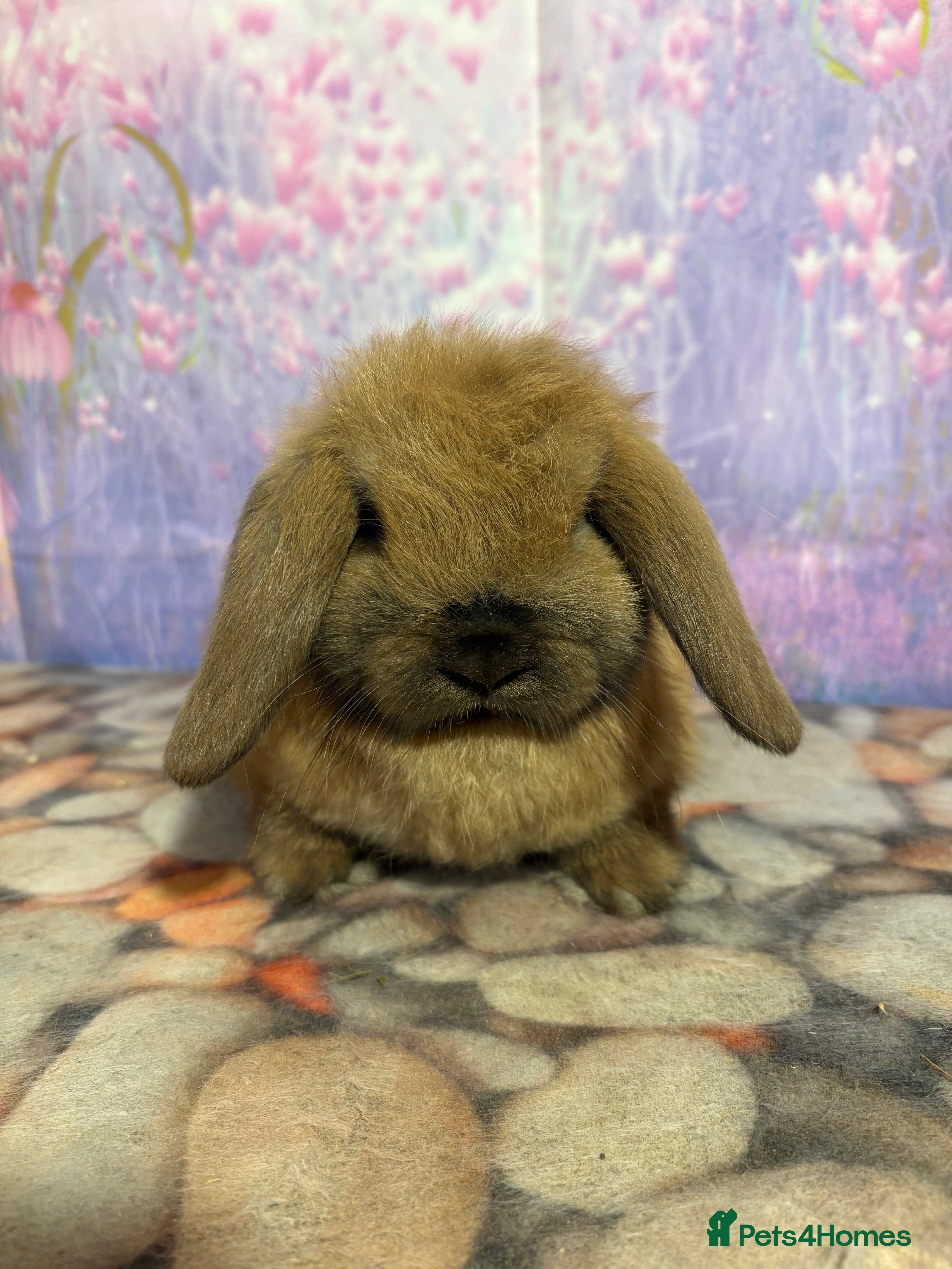 Mini Lop rabbits Mini lops vaccinated ready to leave - Advert 12