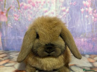 Mini Lop rabbits Mini lops vaccinated ready to leave - Advert 8