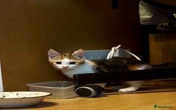 Mixed Breed cats for sale: Shy calico girl needs a loving home  - Advert 4