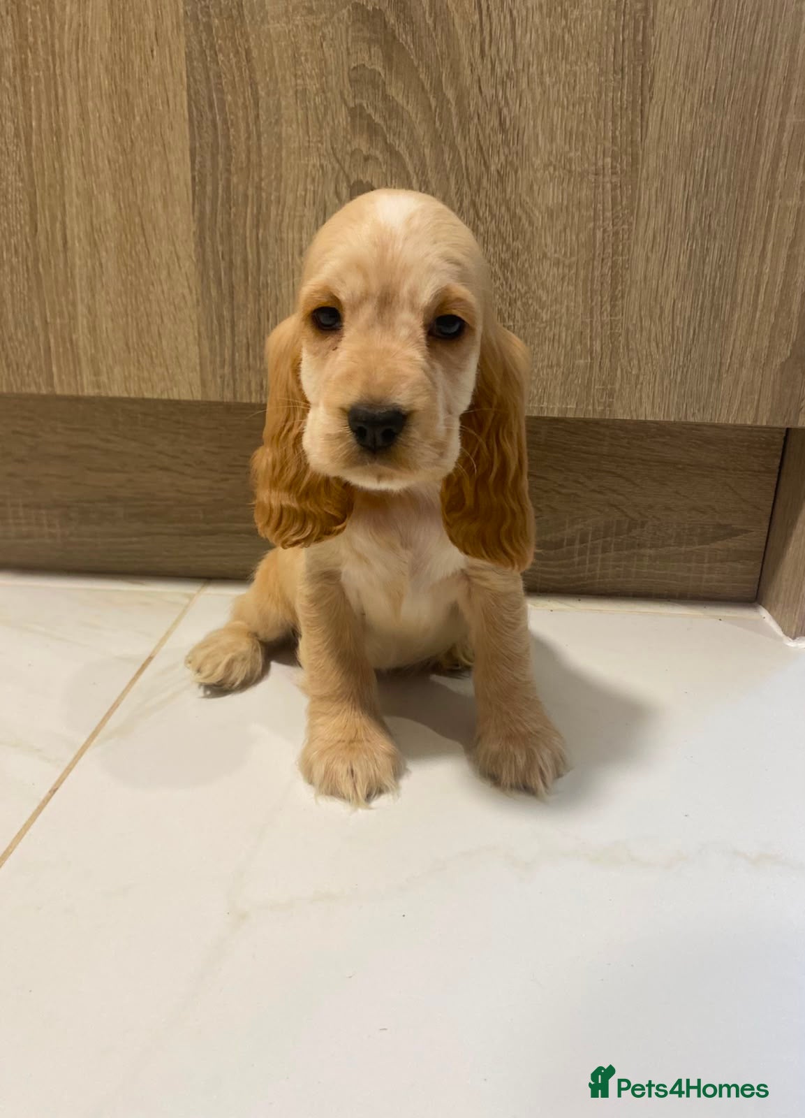 Cocker Spaniel dogs 🐾STUNNING KC REGISTERED SHOW COCKERS🐾 - Advert 1