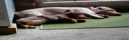 Miniature Dachshund dogs for sale: lovely playful puppy for sale  - Advert 3