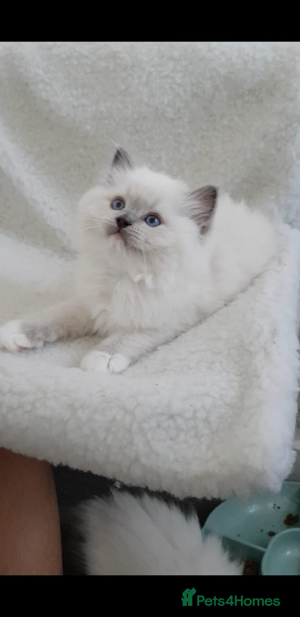 Ragdoll cats Stunning TICA Registered Ragdoll Kittens  - Advert 1
