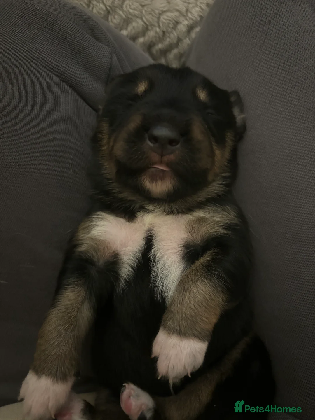 Mixed Breed dogs for sale: Collie x New Zealand hunt away  - Advert 8