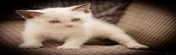 Snowshoe cats for sale: Pedigree TICA registered Snowshoe Kittens - Advert 3