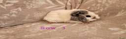 Guinea Pig rodents for sale: Beautiful baby girl guinea pigs  - Advert 3