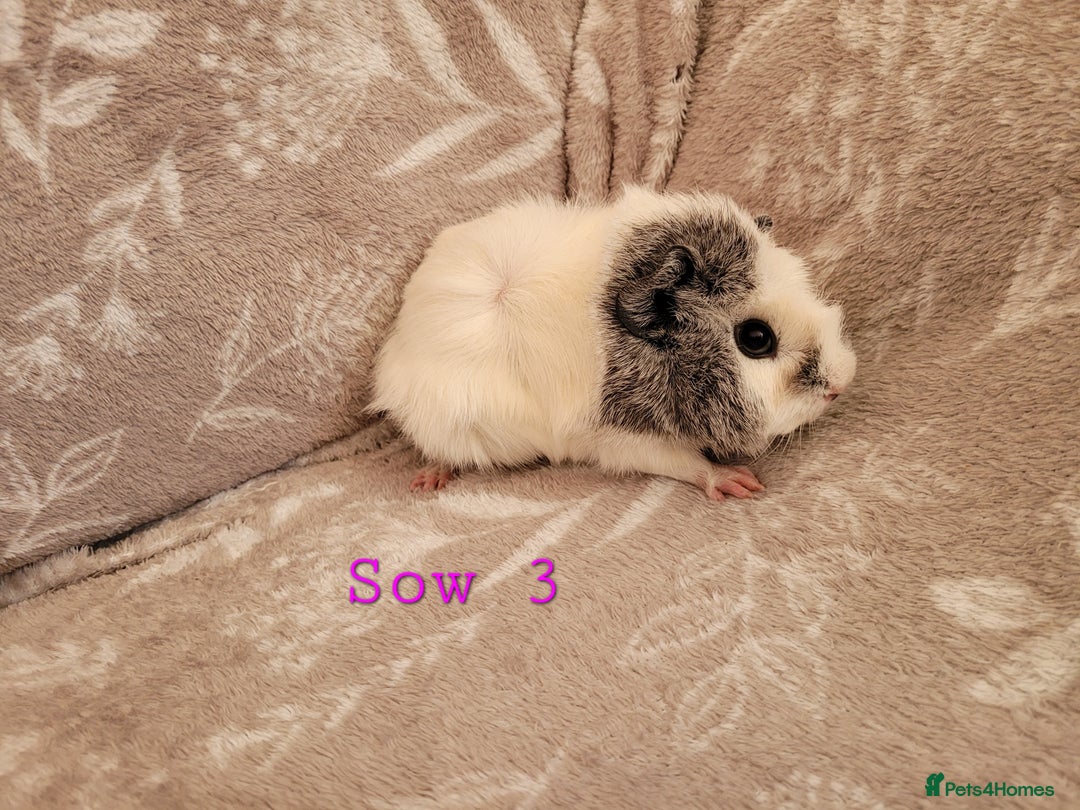 Guinea Pig rodents for sale: Beautiful baby girl guinea pigs  - Advert 3