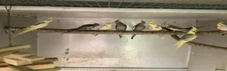 Cockatiels birds for sale: 2026 Young cockatiels  - Advert 19