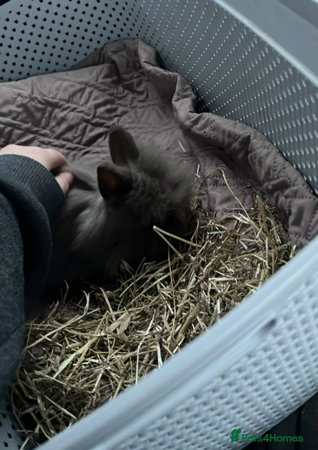Mixed Breed rabbits for sale: 2 girl bunnies  in Crewe - Advert 2