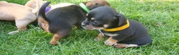 Mixed Breed dogs for sale: Patterdale Terrier x chihuahua puppies  - Advert 3