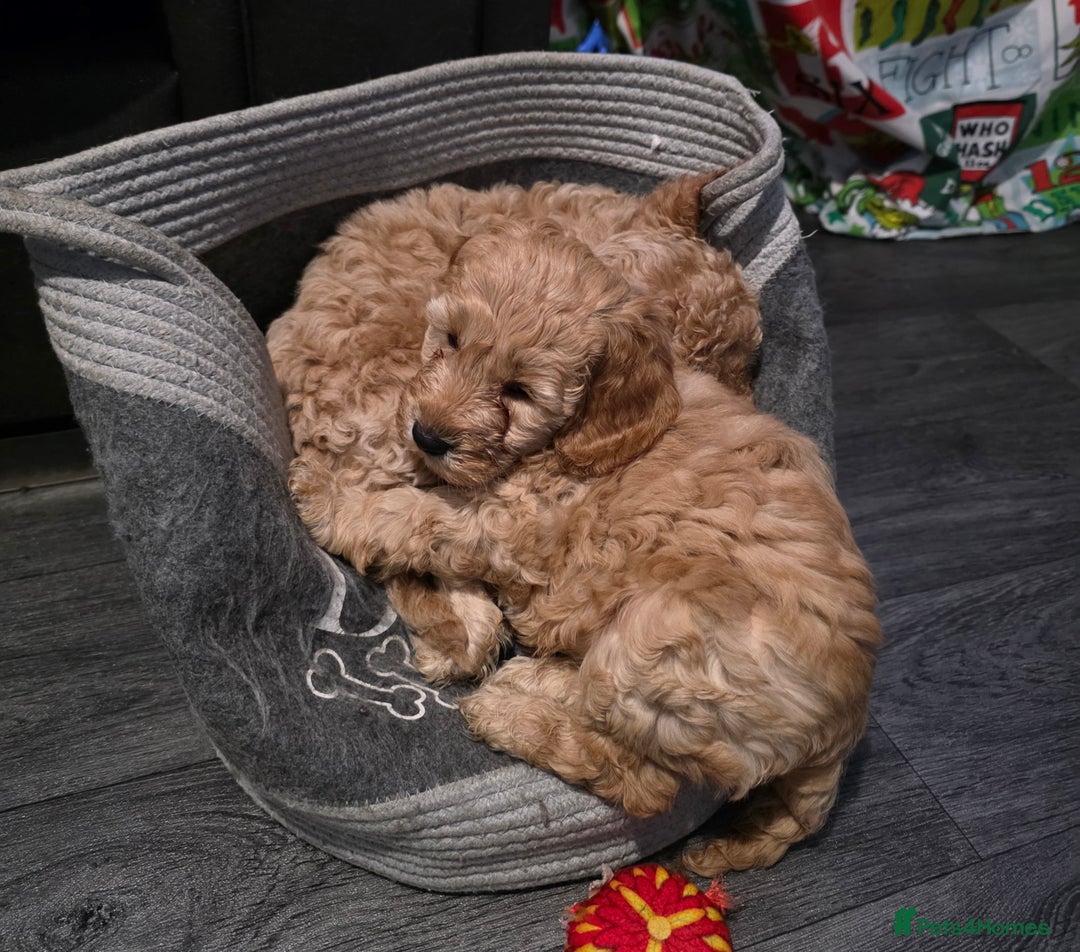 Cockapoo dogs for sale: Ready Now - 2 Lovely Cockapoo Puppies Remaining  - Advert 8