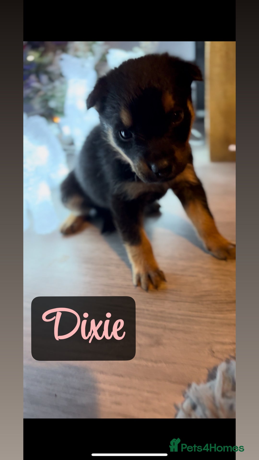 Shepsky dogs for sale: 1 boy left** 9 beautiful Shepsky puppies  - Advert 14