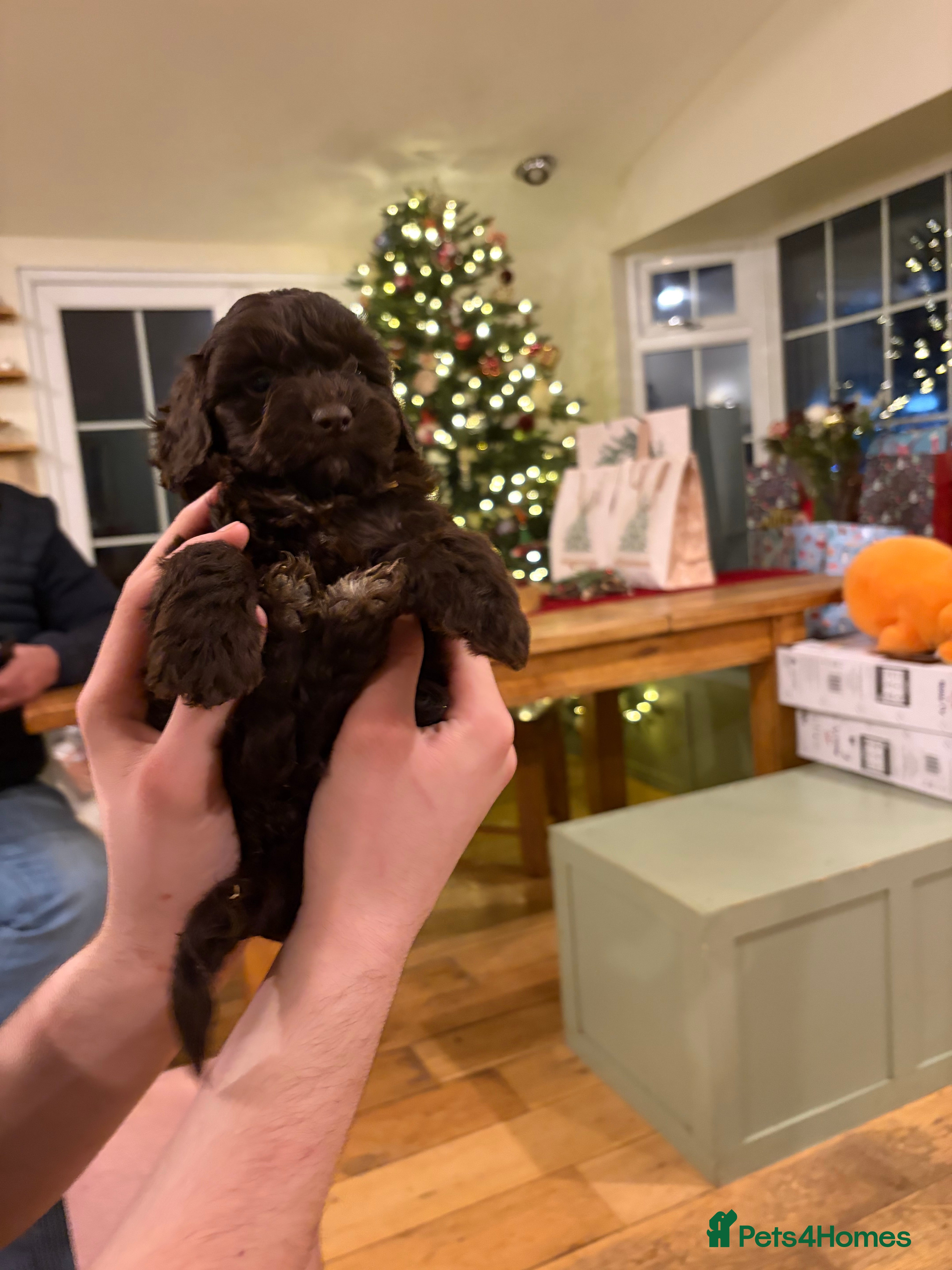 Cockapoo dogs Beautiful litter of Cockapoo puppies F1 - Advert 2
