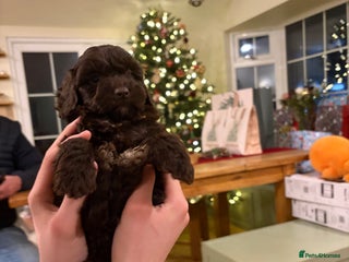 Cockapoo dogs Beautiful litter of Cockapoo puppies F1 - Advert 2