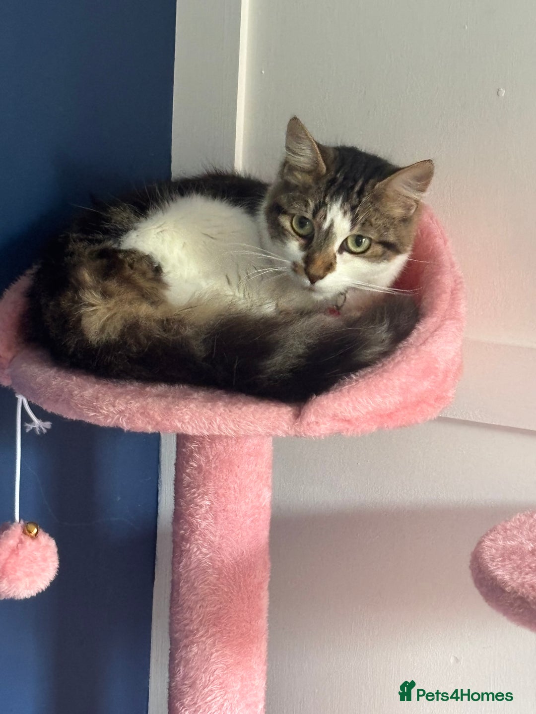 Mixed Breed cats for sale: Female kitten 10 months old £30  - Image 3