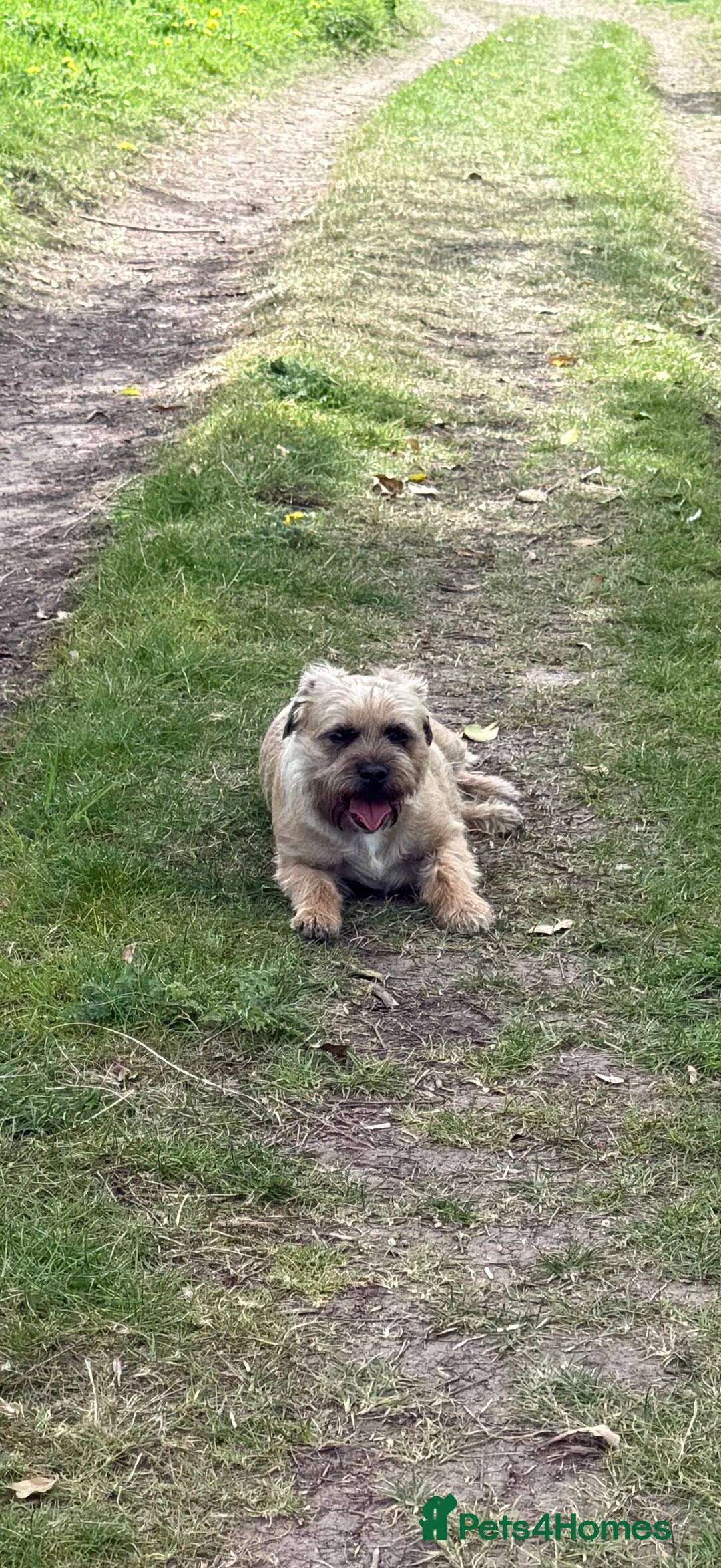 Border Terrier dogs for sale: KC REG-SLEM CLEAR-BORDER TERRIER LITTER - Image 2