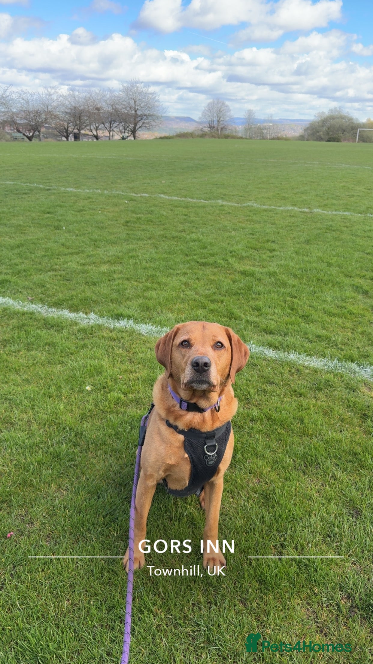 Labrador Retriever dogs  Male & female Labrador  - Advert 15