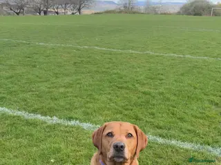 Labrador Retriever dogs Male & female Labrador - Advert 15