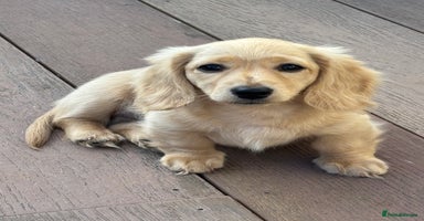 Miniature Dachshund dogs - Advert 3