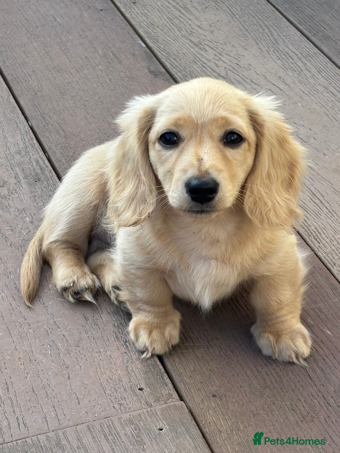 Miniature Dachshund dogs for sale: English Cream Mini Long Haired Dachshund  - Image 3