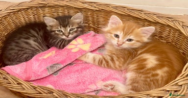 Siberian cats - Advert 2