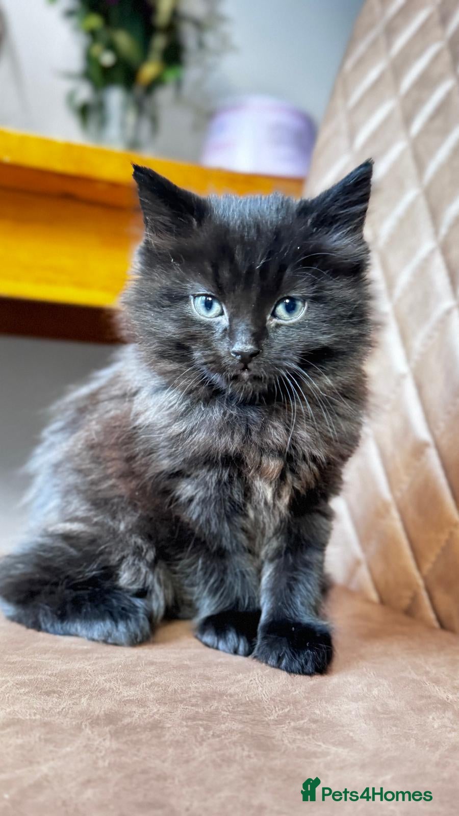 Mixed Breed cats Kitten - Advert 2