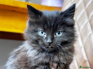 Mixed Breed cats Kitten - Advert 2