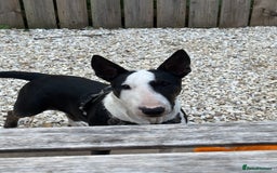 Miniature Bull terrier dogs for sale: Miniature bull terrier - Image 6