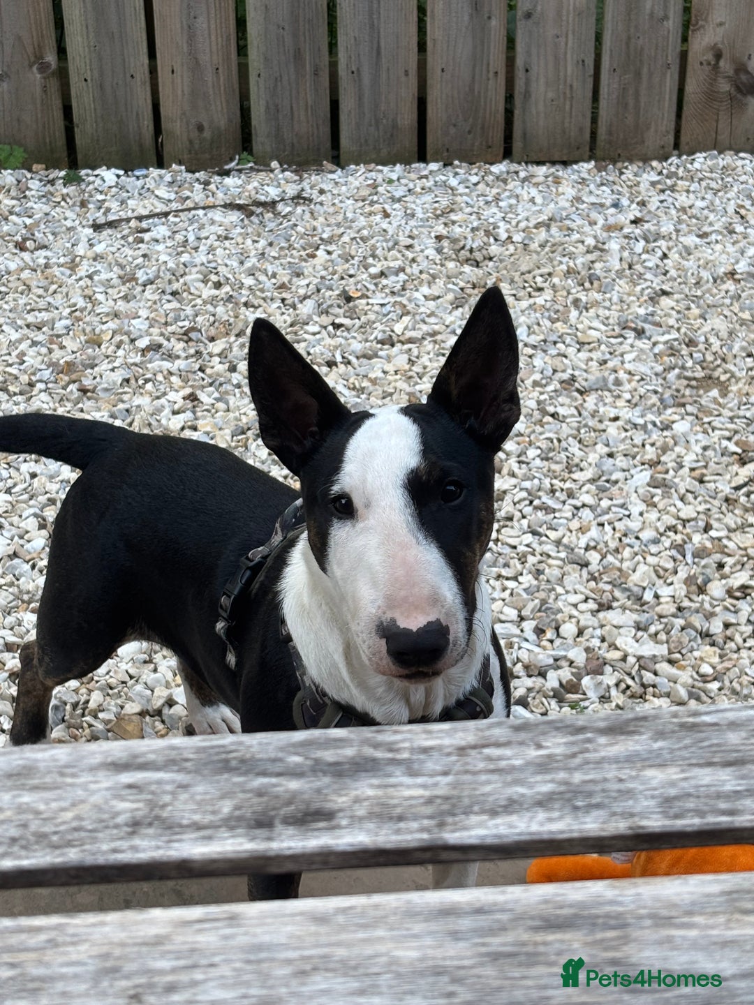 Miniature Bull terrier dogs for sale: Miniature bull terrier - Image 6