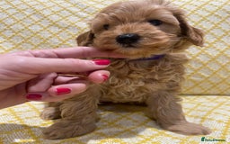Maltipoo dogs for sale: 💖BEAUTIFUL LICENSED-BRED MALTIPOOS 💖 - Image 24