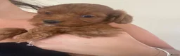 Cockapoo dogs for sale: F1 cockerpoo puppies  - Advert 12