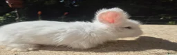 Angora rabbits for sale: 🩷 FULL FACE ANGORA BABIES- PARENTS FROM🇫🇷 - Advert 19
