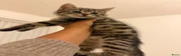 Mixed Breed cats for sale: Kittens  - Advert 17