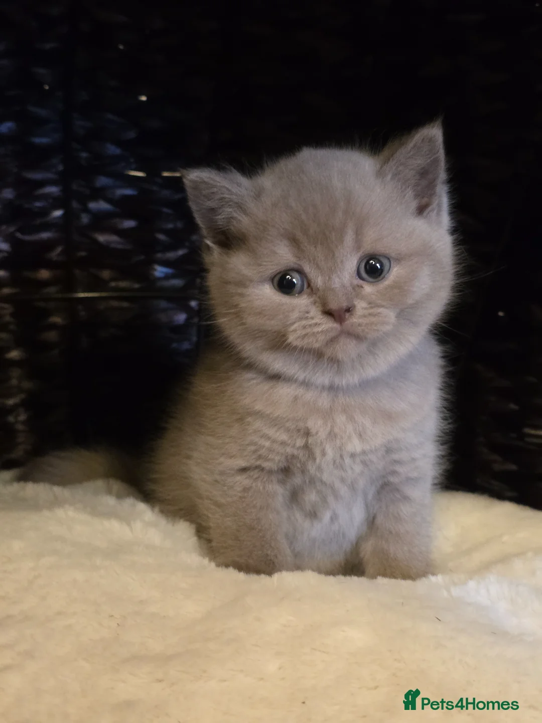 British Shorthair cats for sale: Adorable Chunky British Shorthair Kittens in Spalding - Advert 2