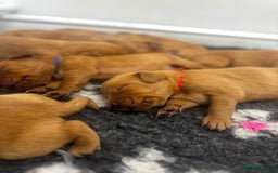 Labrador Retriever dogs for sale: Stunning Super Dark Red Labs from KC&health tested - Advert 9