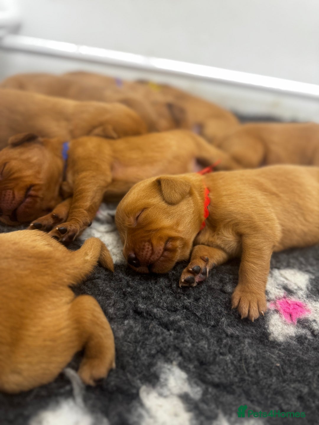 Labrador Retriever dogs for sale: Stunning Super Dark Red Labs from KC&health tested - Advert 9