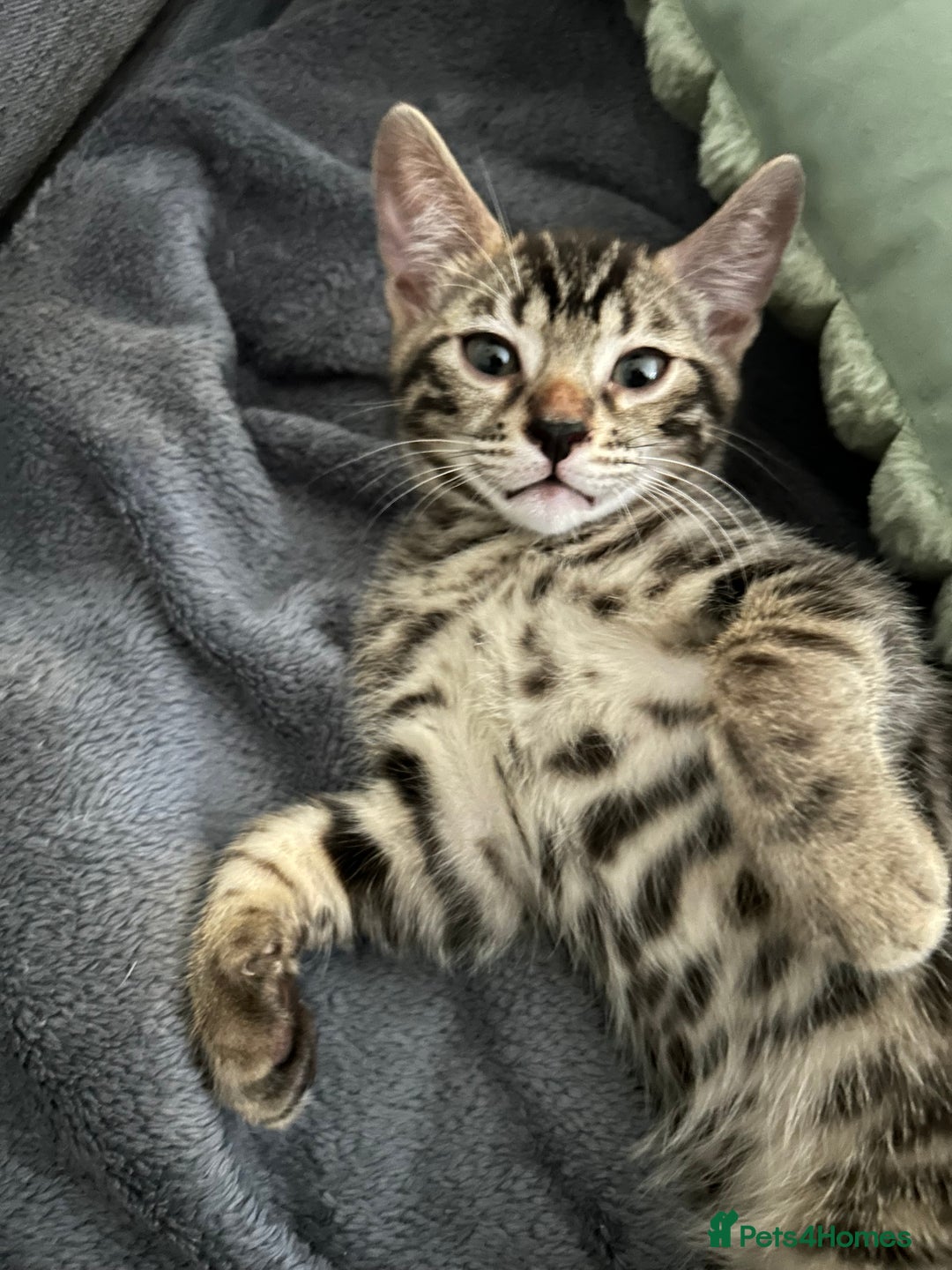 Bengal cats for sale: Bengal Cat for Sale – Playful and Independent - Image 4