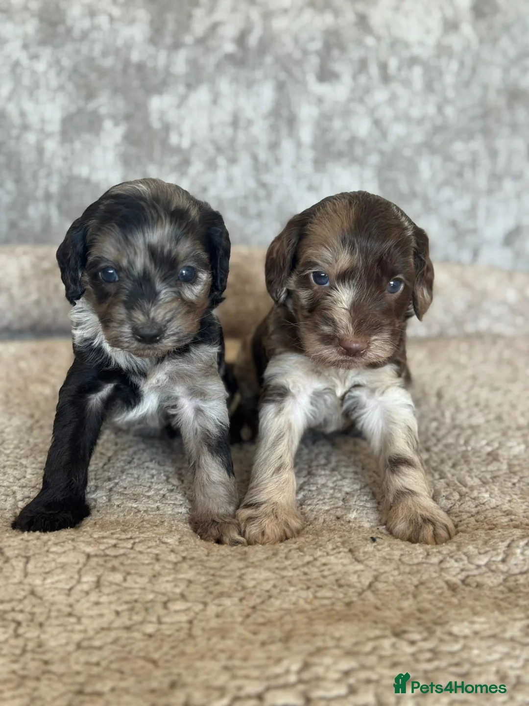 Miniature Poodle dogs for stud: Chocolate Merle Miniature Poodle for stud in Warrington - Advert 39