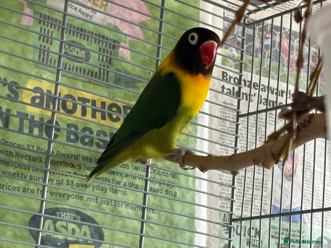 Lovebirds birds for sale: Pair of lovebirds  in Uxbridge - Advert 2