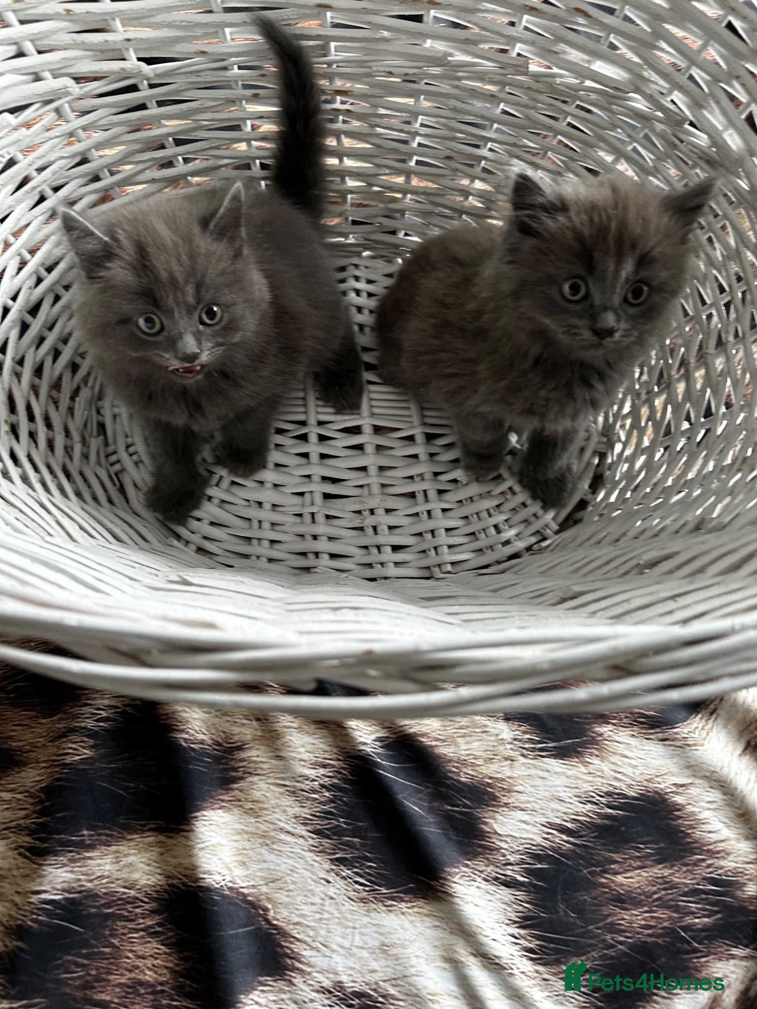 Maine Coon cats Smoky Maincoon female kitten  - Advert 2