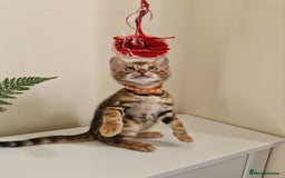 Bengal cats for sale: Stunning Glittered Pedigree Benga kittens  - Image 21