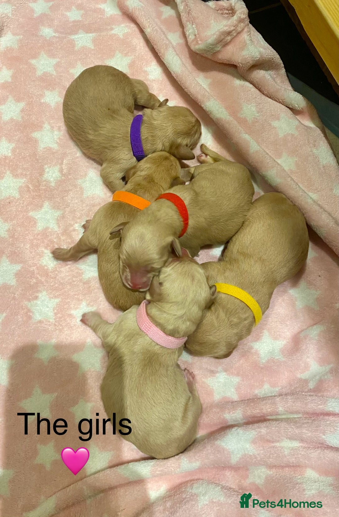 Labradoodle dogs for sale: 1st generation standard size labradoodles - Advert 6