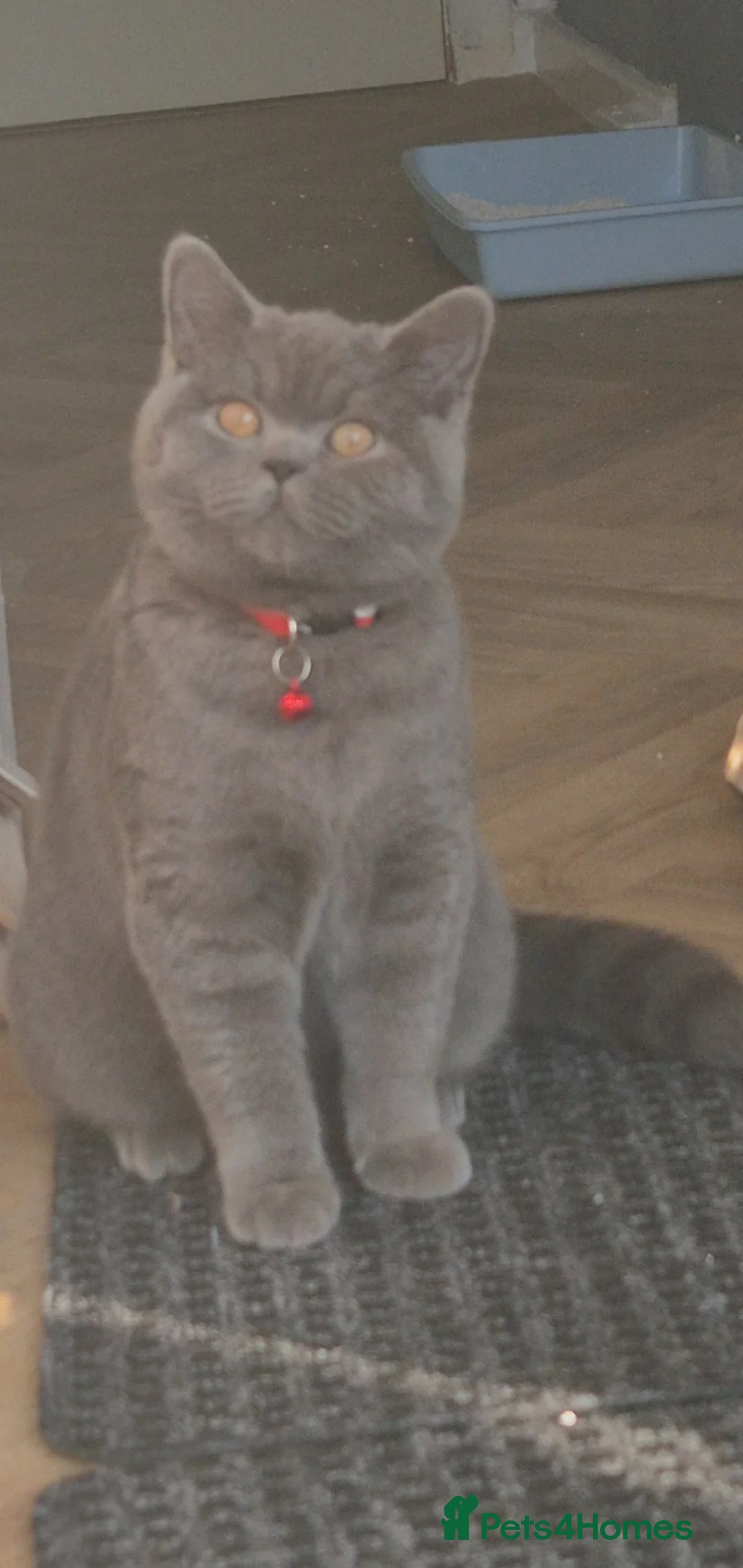 British Shorthair cats for sale: Female british short hair - Advert 2
