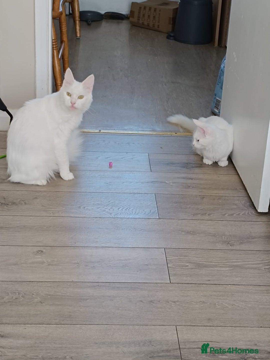 Turkish Angora cats for sale: Turkish angora mix girls - Image 9