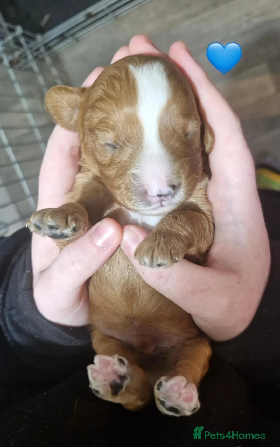 Cavapoo dogs for sale: Stunning Cavapoos Health Tested Parents DNA Clear - Advert 27