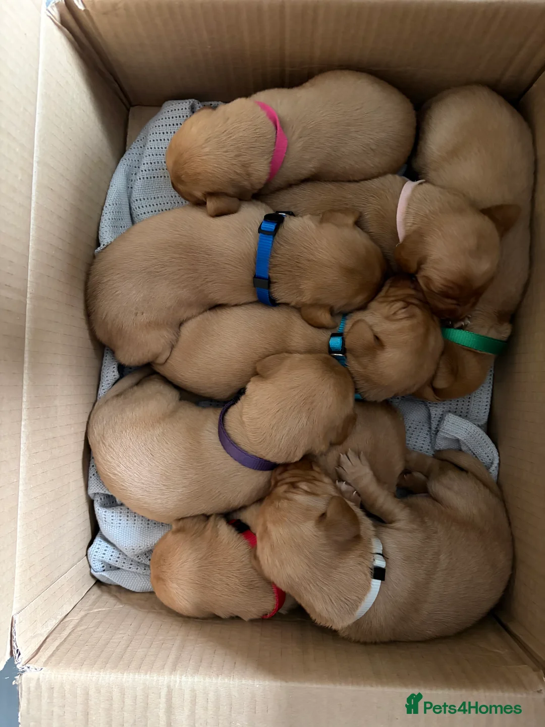 Labrador Retriever dogs for sale: A Gorgeous litter of 8 Kc registered Red Fox Labs - Advert 4