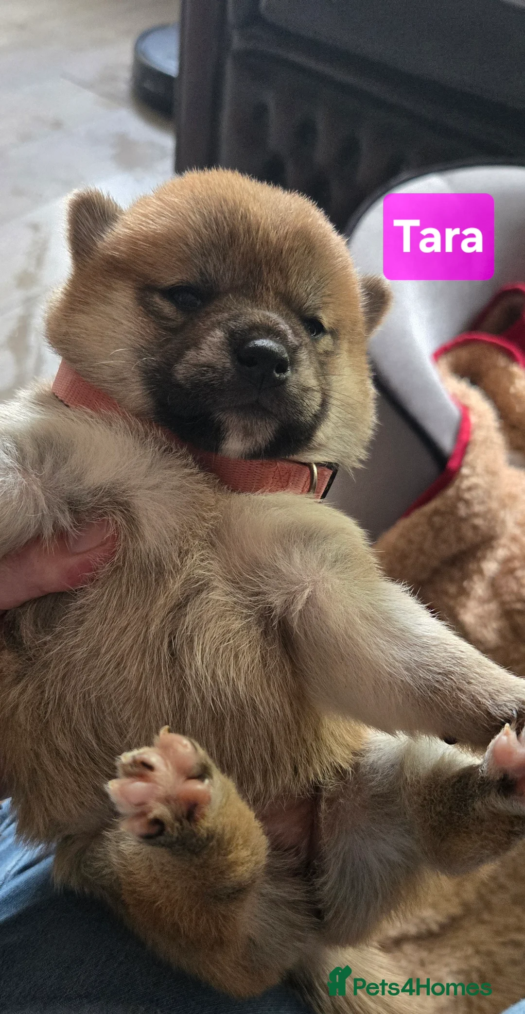 Japanese Shiba Inu dogs for sale: Foxy little shibas - Advert 38