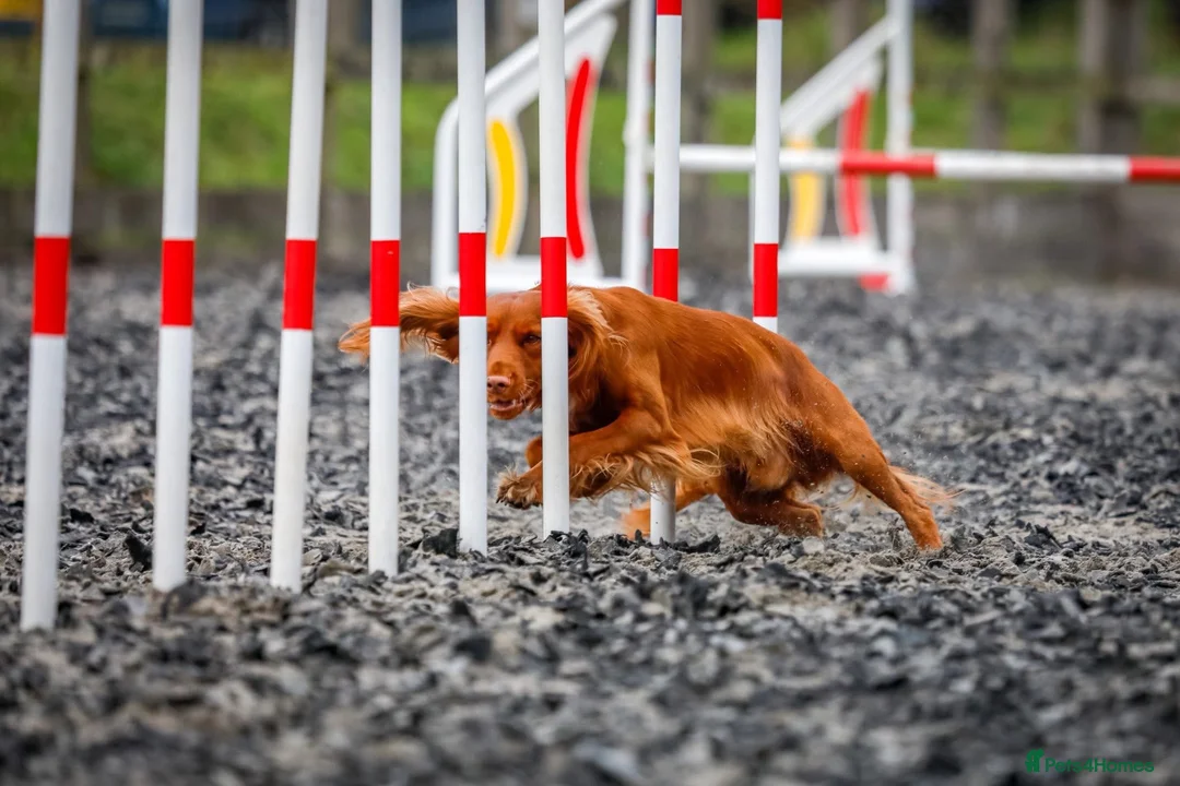 Cocker Spaniel dogs for stud: Available for stud  - Advert 5
