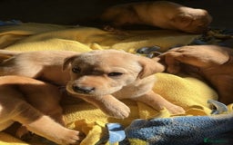 Labrador Retriever dogs for sale: Smart Labrador Retrievers For Sale - Image 4