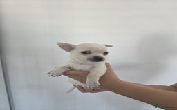 Chihuahua dogs for sale: Chihuahua puppies - Image 1