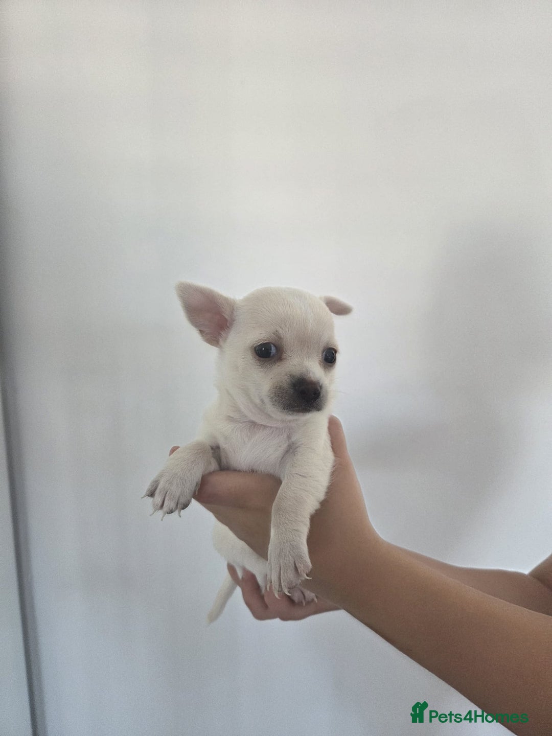 Chihuahua dogs for sale: Chihuahua puppies - Image 1